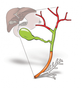 Bile Duct System